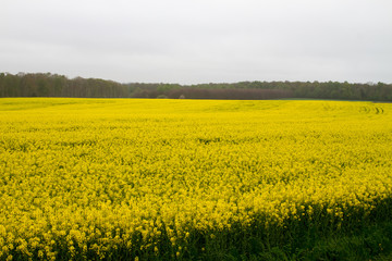 Obraz premium Bright-yellow fields of rapeseed (Brassica napus), also known as rape, oilseed rape, rapa, rappi, rapaseed (and, in the case of one particular group of cultivars, canola) in Normandy, France