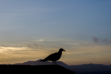 Seagull portrait in sunset Alicante. The bird is standing on a wall stone. .