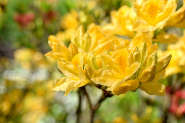Fototapeta premium Yellow Rhododendron flowers
