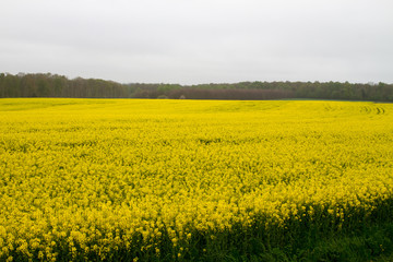Obraz premium Bright-yellow fields of rapeseed (Brassica napus), also known as rape, oilseed rape, rapa, rappi, rapaseed (and, in the case of one particular group of cultivars, canola) in Normandy, France