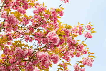 Cherry flowers in full blossom in spring in Normandy, France