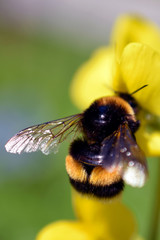 Bumblebee on Lathyrus davidii yellow flower. Focus on wing.