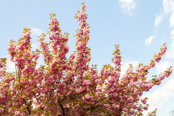 Cherry flowers in full blossom in spring in Normandy, France