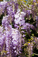 Obraz premium Wisteria woody climbing flowering vine plants in Normandy, France in spring