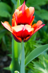 Fototapeta premium Close-up of orange and dark red tulips in spring in Normandy, France