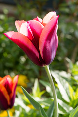 Close-up of orange and dark red tulips in spring in Normandy, France