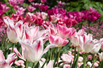 Close-up of pink and white tulips in spring in Normandy, France