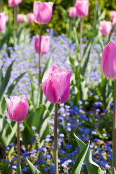 Close-up of pink and white tulips over blue  flowers field in spring in Normandy, France