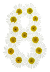 Arabic numeral 8, eight, from white flowers of chamomile, isolated on white background