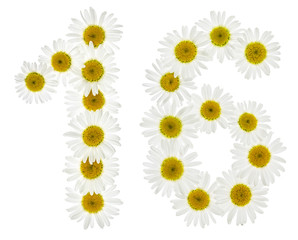 Arabic numeral 16, sixteen, from white flowers of chamomile, isolated on white background