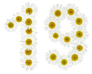 Arabic numeral 19, nineteen, from white flowers of chamomile, isolated on white background