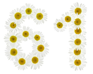 Arabic numeral 61, sixty one, from white flowers of chamomile, isolated on white background