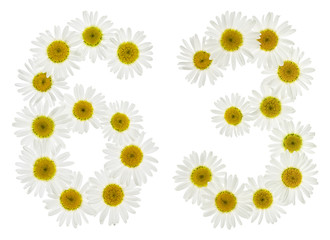 Arabic numeral 63, sixty three, from white flowers of chamomile, isolated on white background