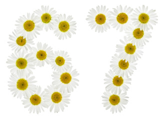 Arabic numeral 67, sixty seven, from white flowers of chamomile, isolated on white background