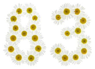 Arabic numeral 83, eighty three, from white flowers of chamomile, isolated on white background