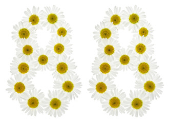 Arabic numeral 88, eighty eight, from white flowers of chamomile, isolated on white background