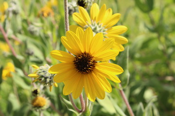 Yellow "Ashy Sunflower" (or Downy Sunflower) in Ulm, Germany. Its Latin name is Helianthus Mollis, native to Usa.