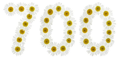 Arabic numeral 700, seven hundred, from white flowers of chamomile, isolated on white background