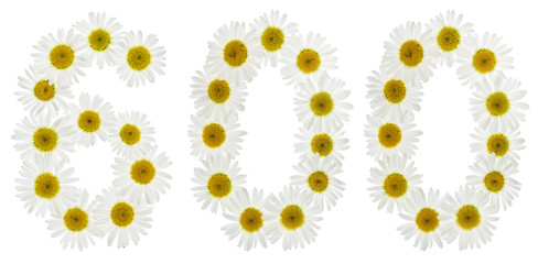 Arabic numeral 600, six hundred, from white flowers of chamomile, isolated on white background