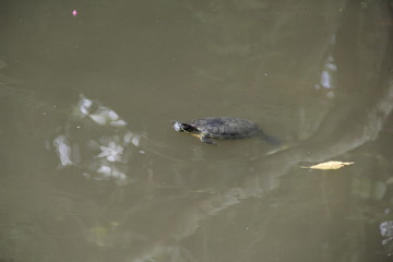 泳ぐ亀(茨城県)