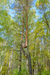 Fototapeta premium Early autumn in the forest