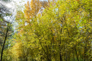 Early autumn in the forest
