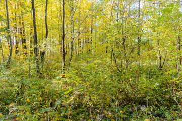 Early autumn in the forest