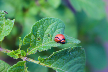 Colorado beetle