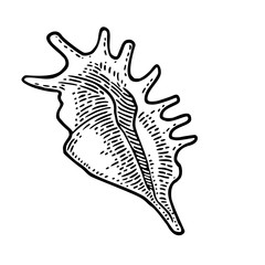 Sea shell. Black engraving vintage illustration. Isolated on white background.