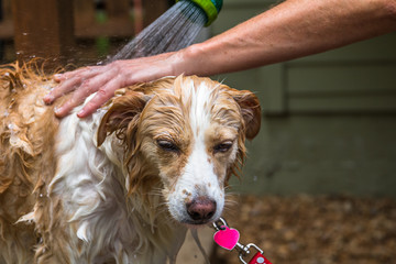 Horizontal closeup photo of the face and chest of a blonde border collie mix being bathed with a human hand and arm and a hose sprayer