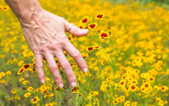 Horizontal photo of the back of a mature caucasian woman's hand brushing bright yellow and red wildflowers in a field of the same wildflowers