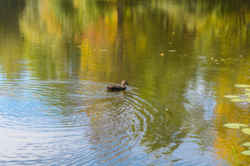Wild Duck