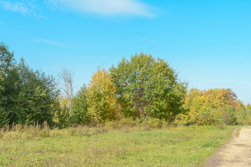 Early autumn in the forest