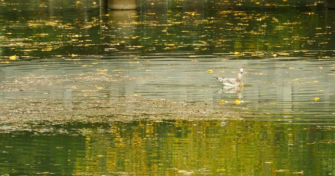 4k waterbirds swimming on water,yellow leaves float on the lake.