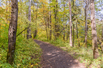 Fototapeta na wymiar Forest Path