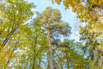 Early autumn in the forest