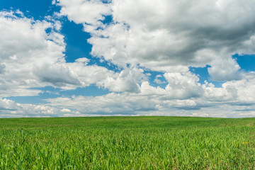 green field and blue sky