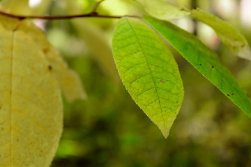 Fototapeta na wymiar Tree Leaf