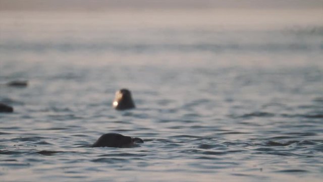 Cute black seals pack floating in ocean water with head above surface on sunny evening