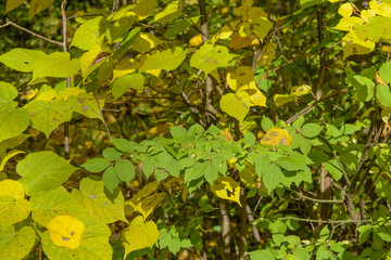 Obraz na płótnie Canvas Tree Leaf