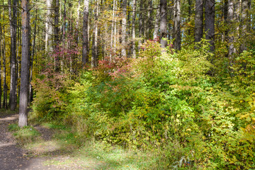 Fototapeta premium Early autumn in the forest