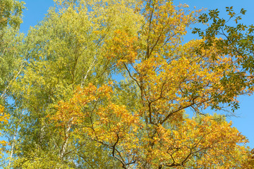 Autumn in the forest