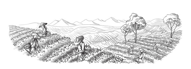 Obraz premium A woman in traditional clothes collects tea leaves on a a tea plantation, fields. Tea Picker. Hand-drawn vector illustration line sketch