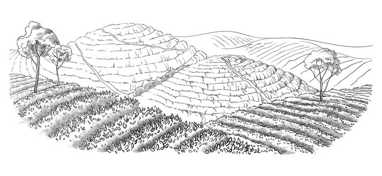 tea plantation landscape in graphic style, hand-drawn vector illustration.