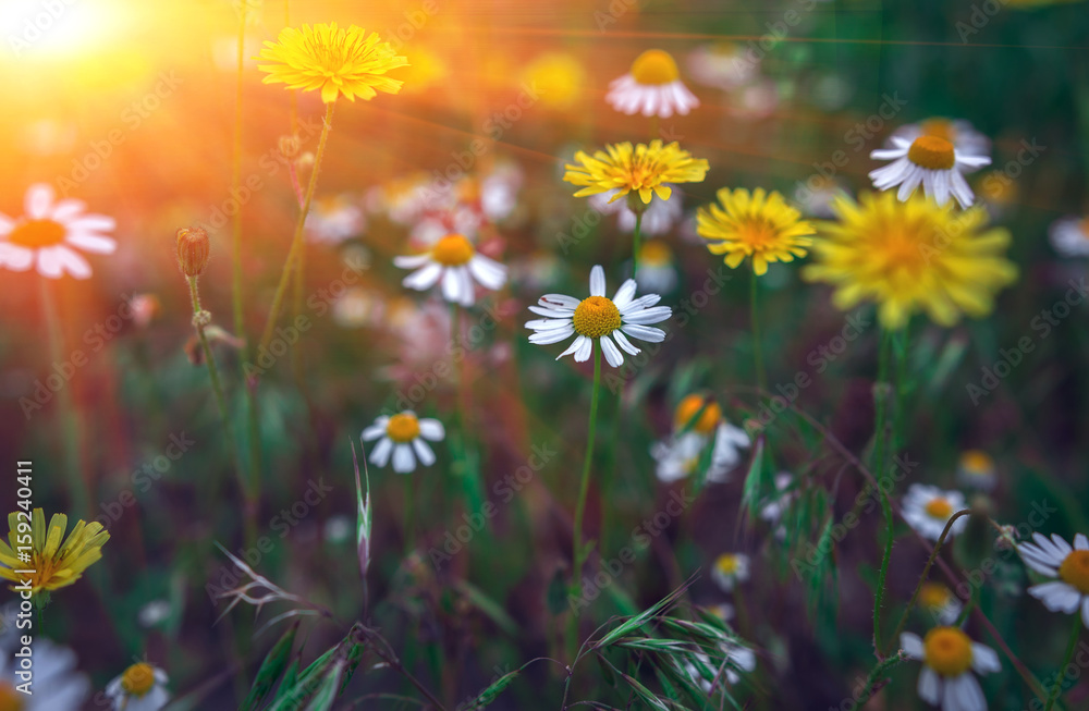 Wall mural summer background with wild daisies at sunset.