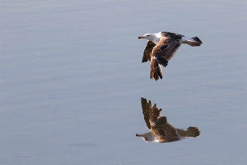 gull reflection