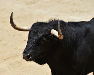 bullfight