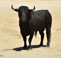 bullfight