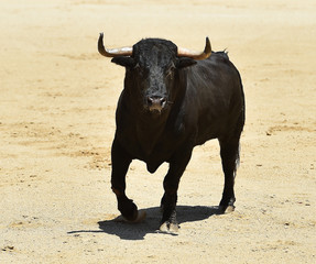 bullfight
