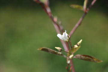 Hazel Corylus avellana Geant de Halle bloom detail; bush producing big hazelnut or cob-nuts
